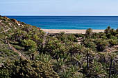 The famous palm beach at Vai, Eastern Crete